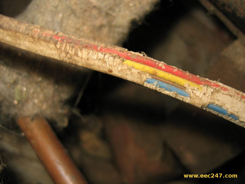 picture of white PVC covered electrical cable, damaged by rodents