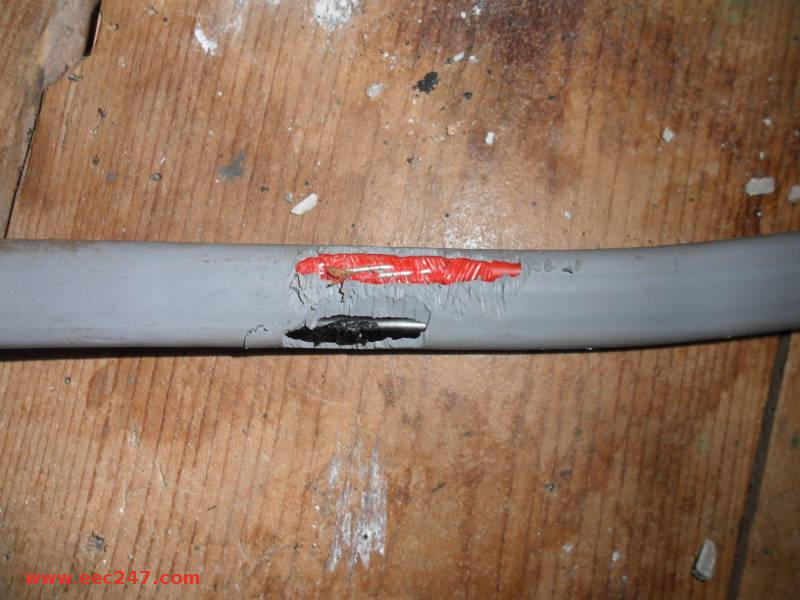 picture of PVC covered main electrical tails with rodent (rat or large mouse) damage to the outer and inner insulation, exposing the live conductors